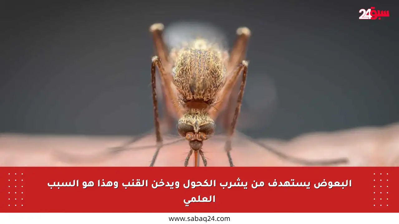 البعوض يستهدف من يشرب الكحول ويدخن القنب وهذا هو السبب العلمي